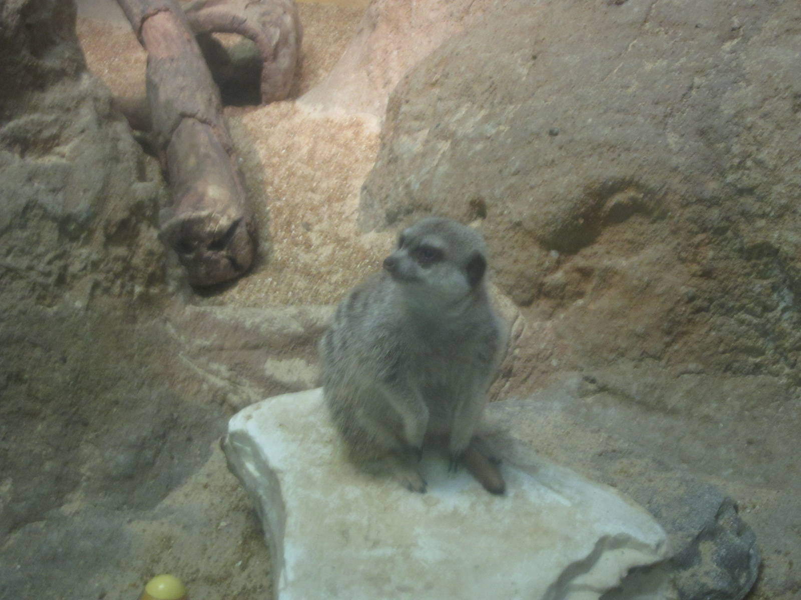 Aug. 2012-Meerkat