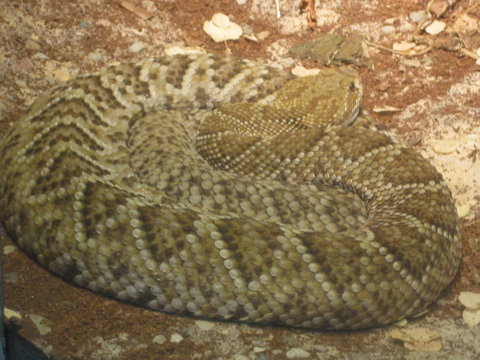 Aug. 2012-Mexican West Coast Rattlesnake