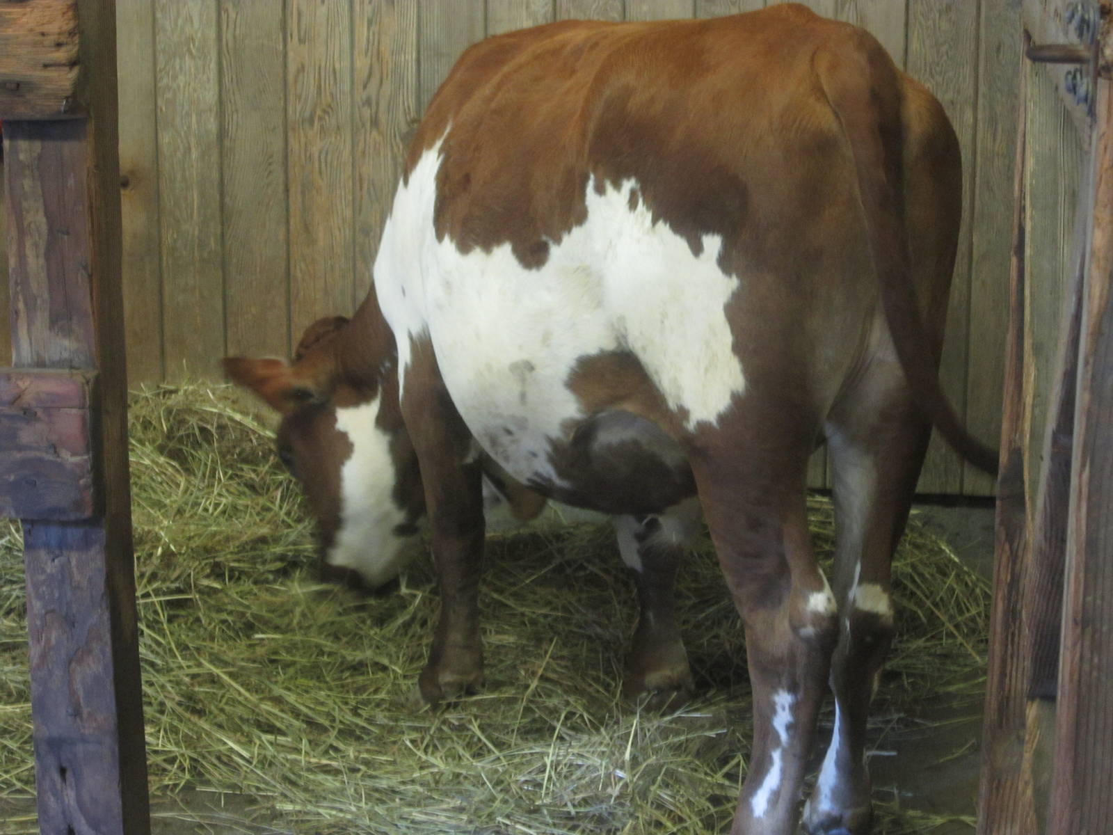 Aug. 2012-Miniature Cattle