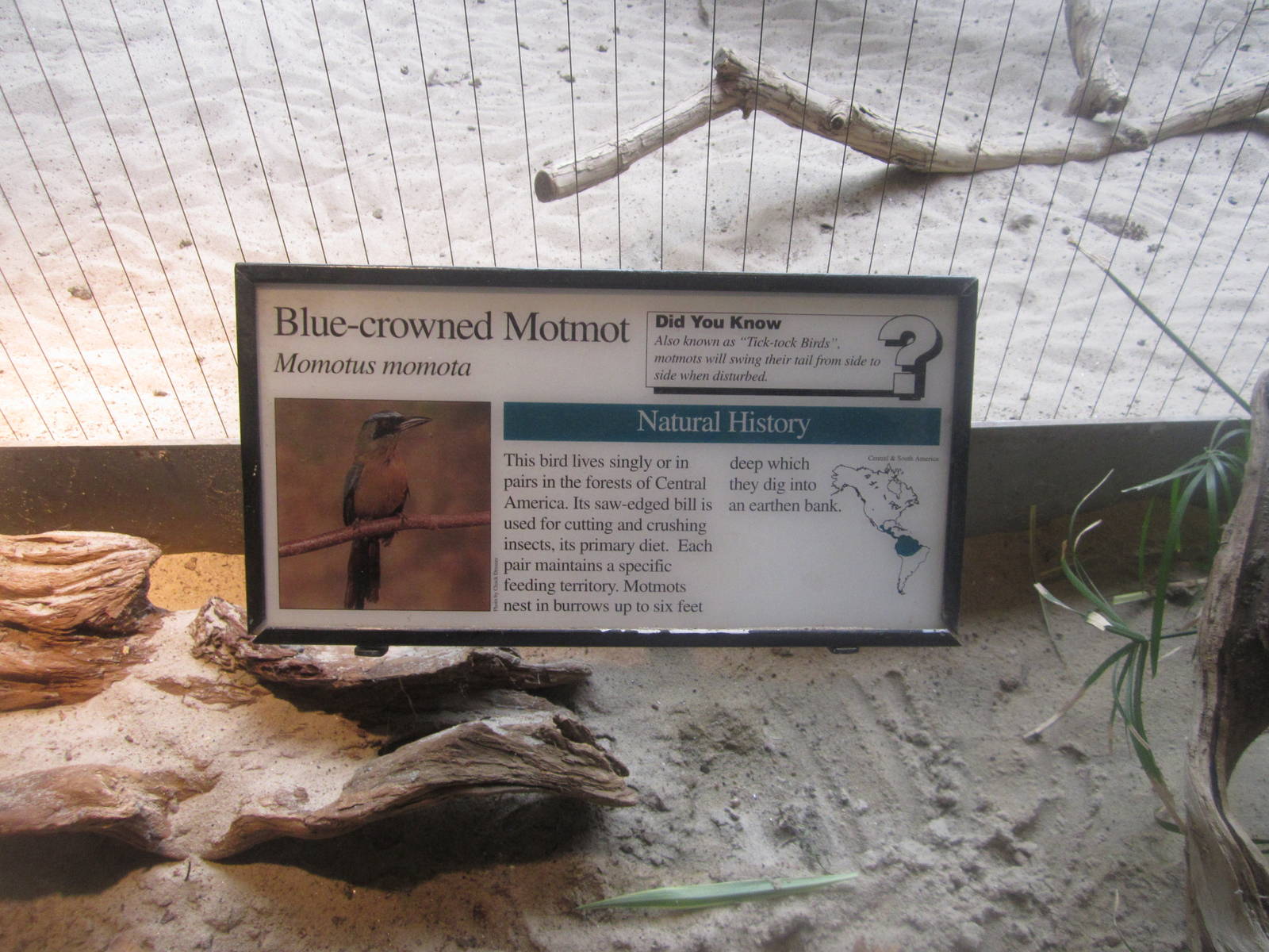 Aug. 2012-Motmot sign
