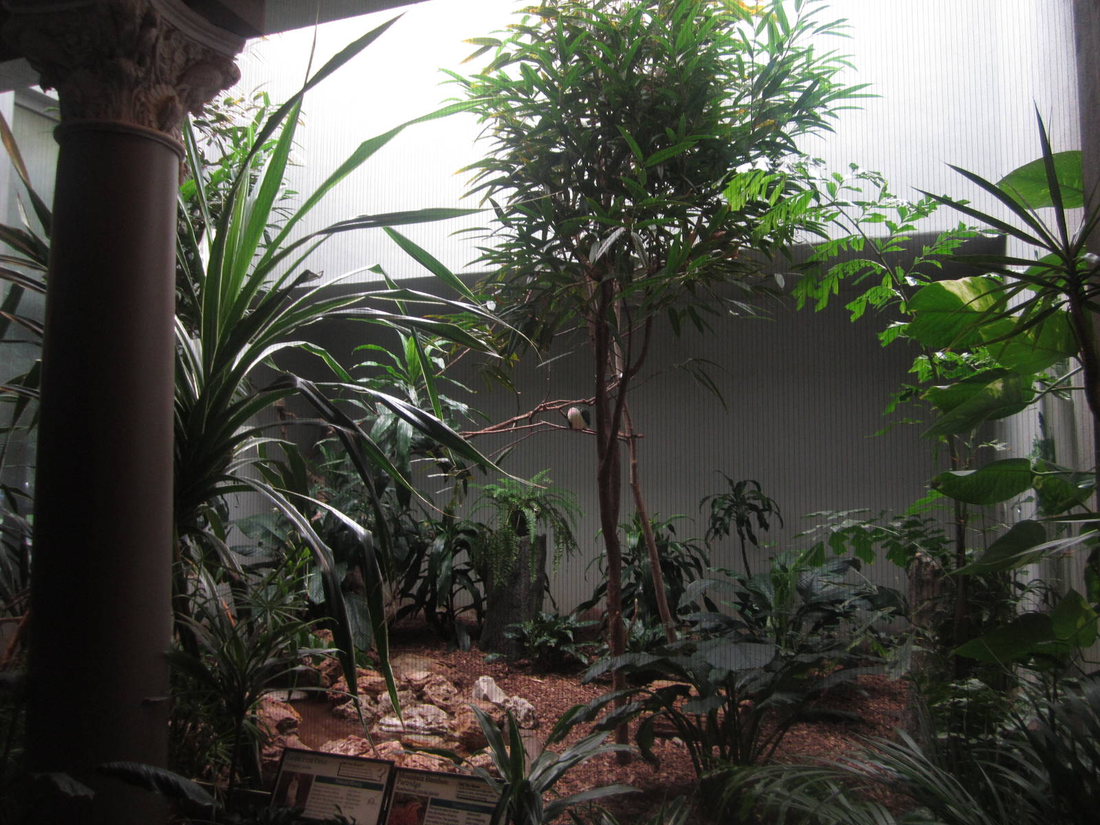 Aug. 2012-Mountain Bamboo Partidge/Jambu Fruit Dove/White-cheeked Bulbul ex