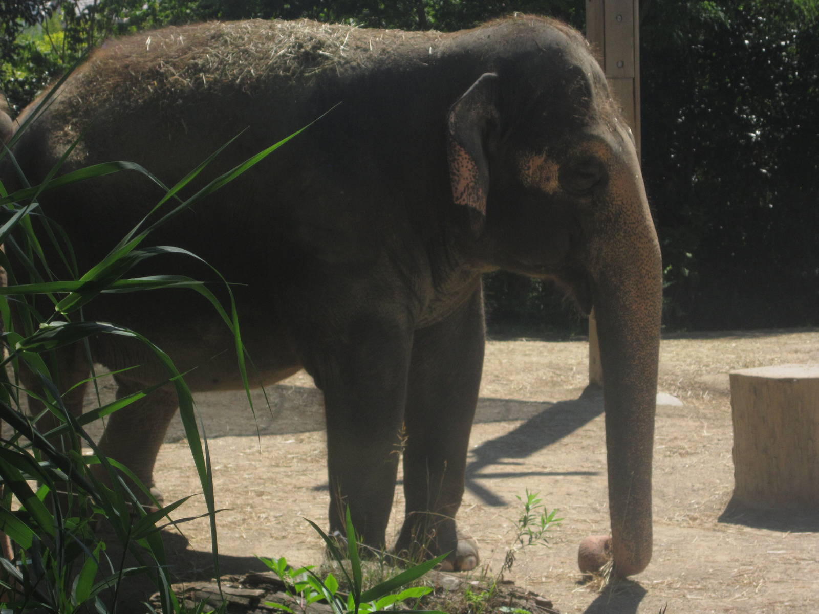 Aug. 2012-My-Thai, an Indian Elephant