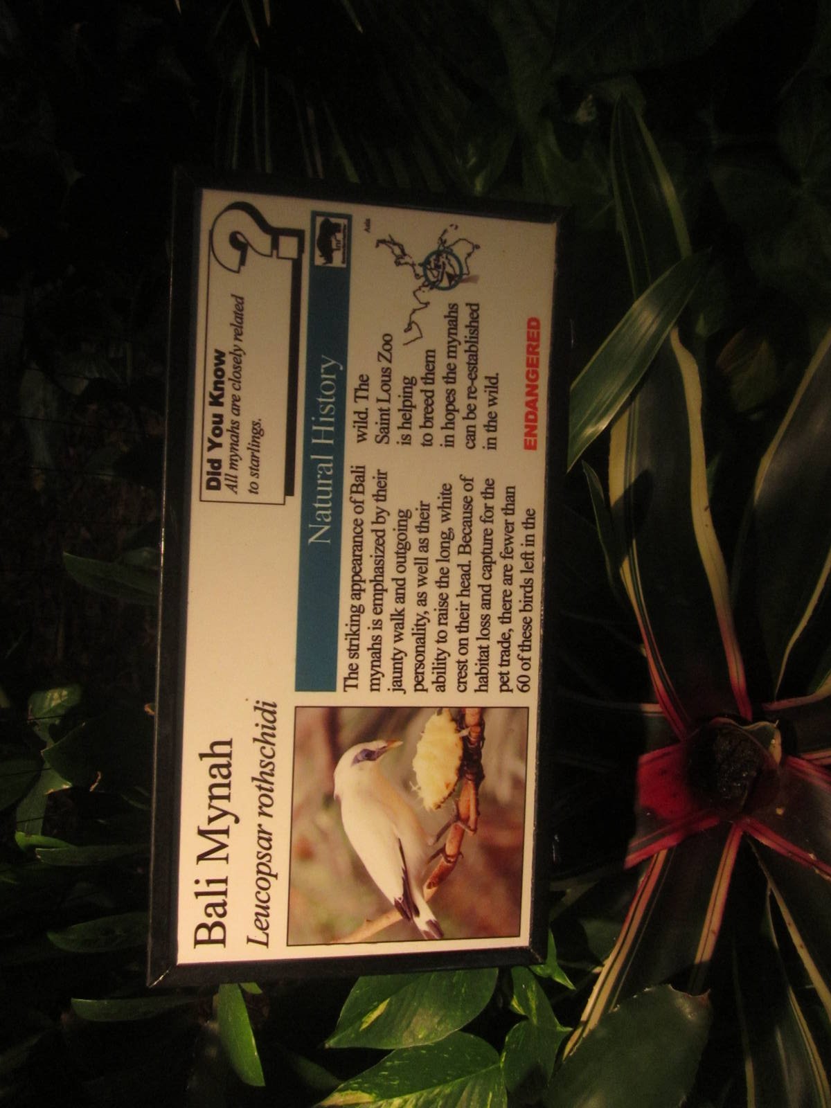 Aug. 2012-Mynah sign