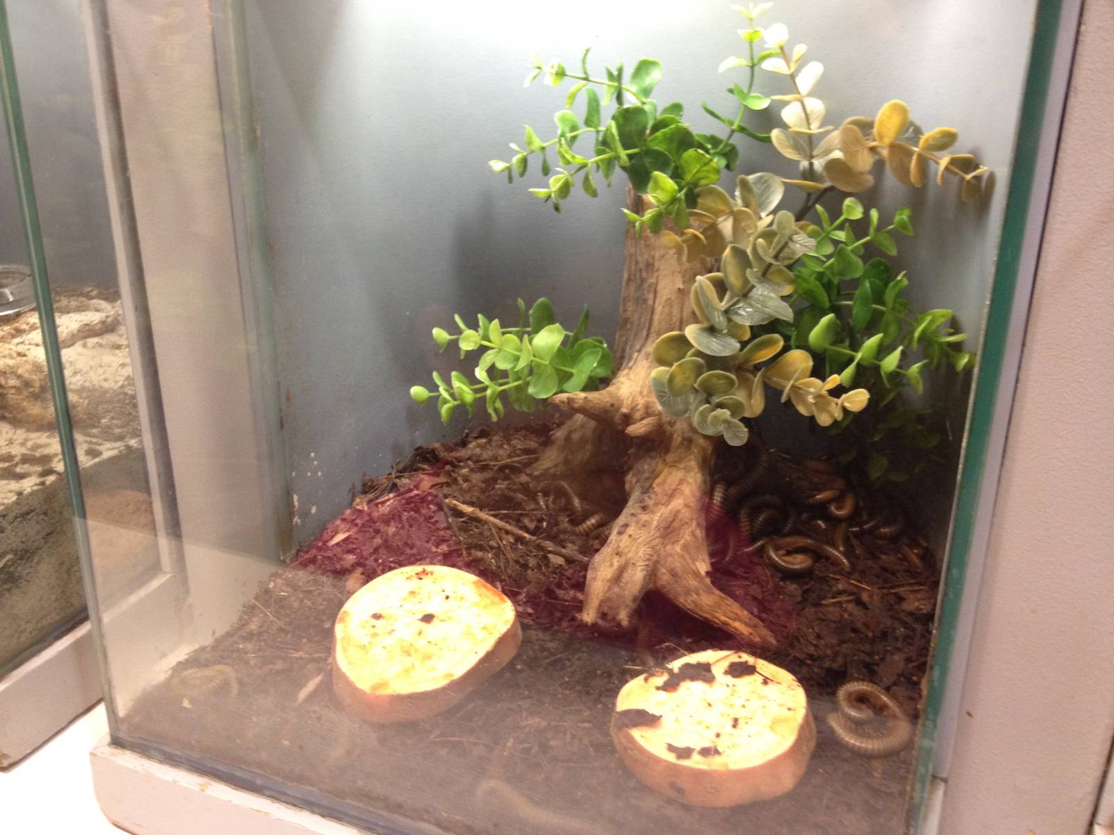 Aug. 2012-New Amazon Millipede exhibit