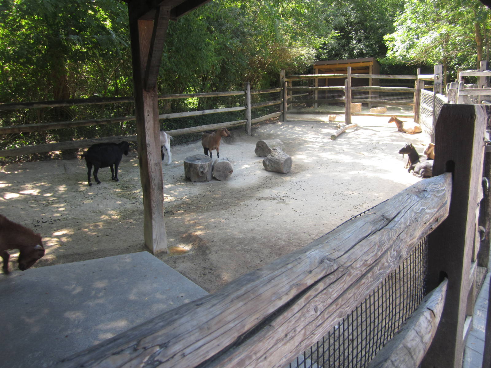 Aug. 2012-Nigerian Dwarf Goat + Miniature Donkey/Alpaca exhibits