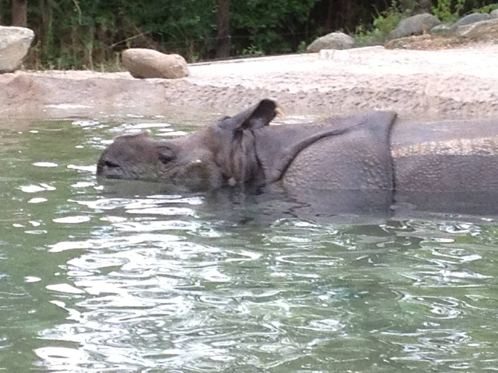 Aug. 2012-Nikki, the Indian Rhinoceros