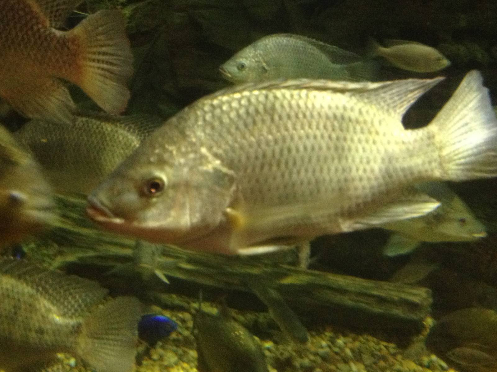 Aug. 2012-Nile Tilapia