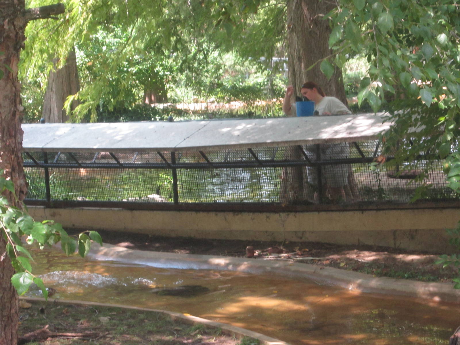 Aug. 2012-North American River Otter feeding