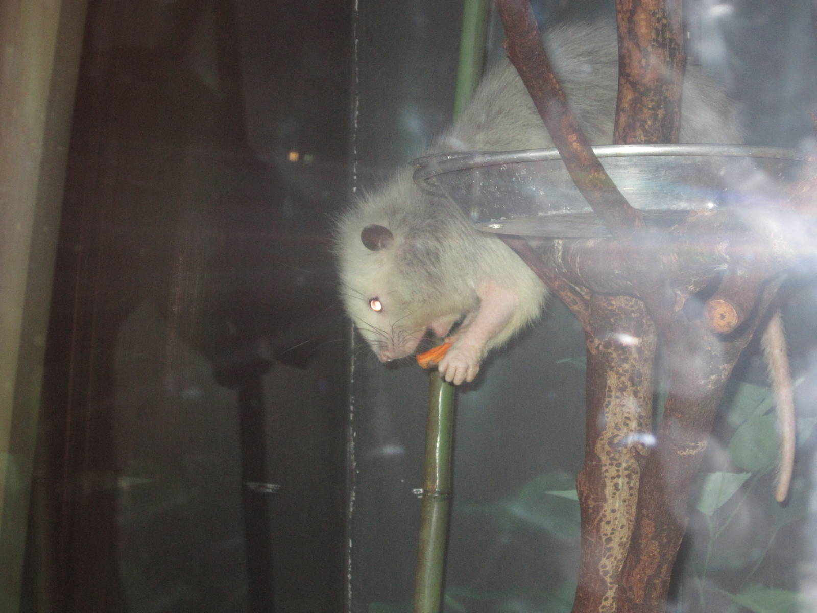 Aug. 2012-Northern Luzon Giant Cloud Rat