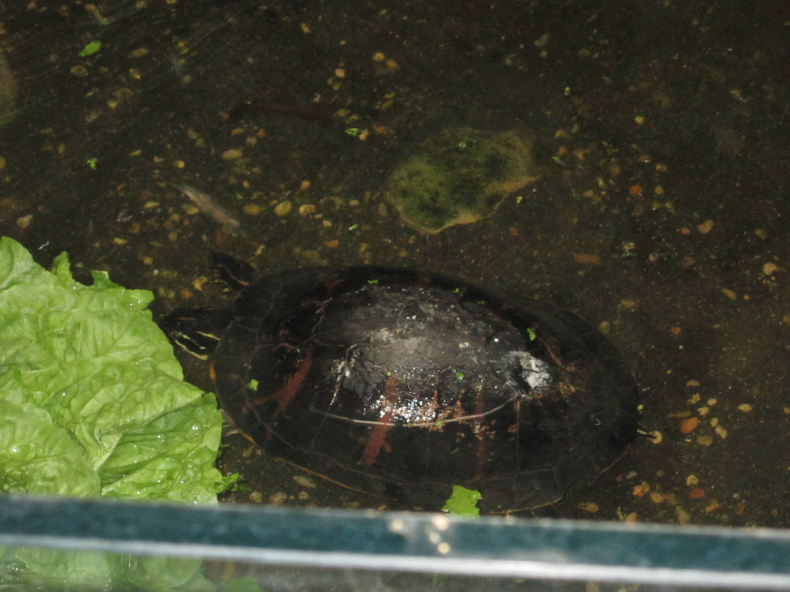 Aug. 2012-Northern Red-bellied Cooter