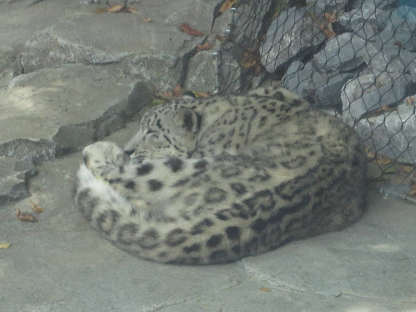 Aug. 2012-Nubo, a Snow Leopard