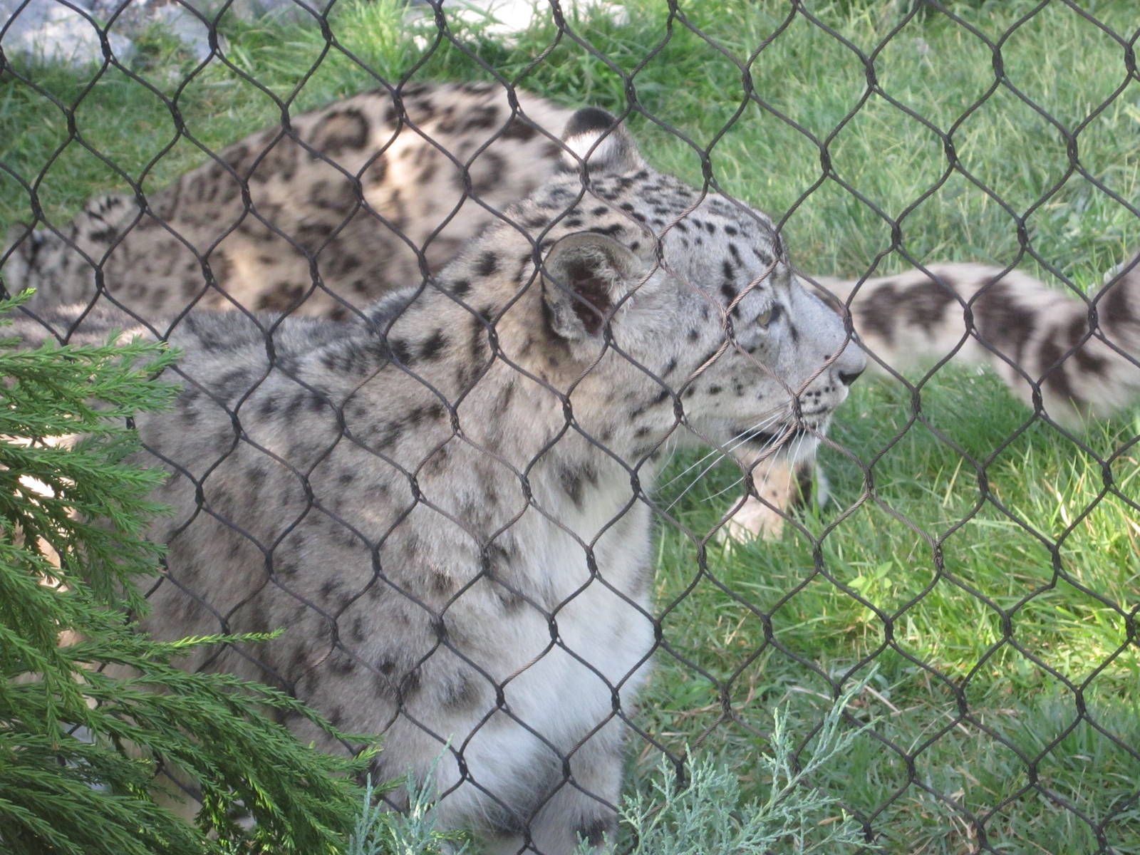 Aug. 2012-Nubo, a Snow Leopard