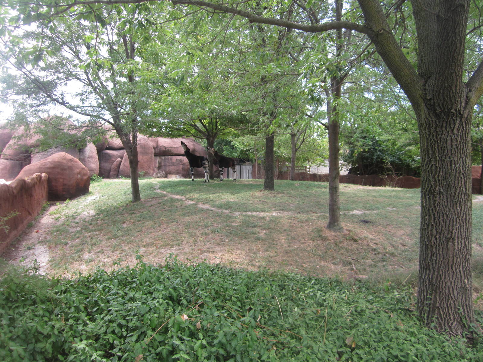 Aug. 2012-Okapi exhibit