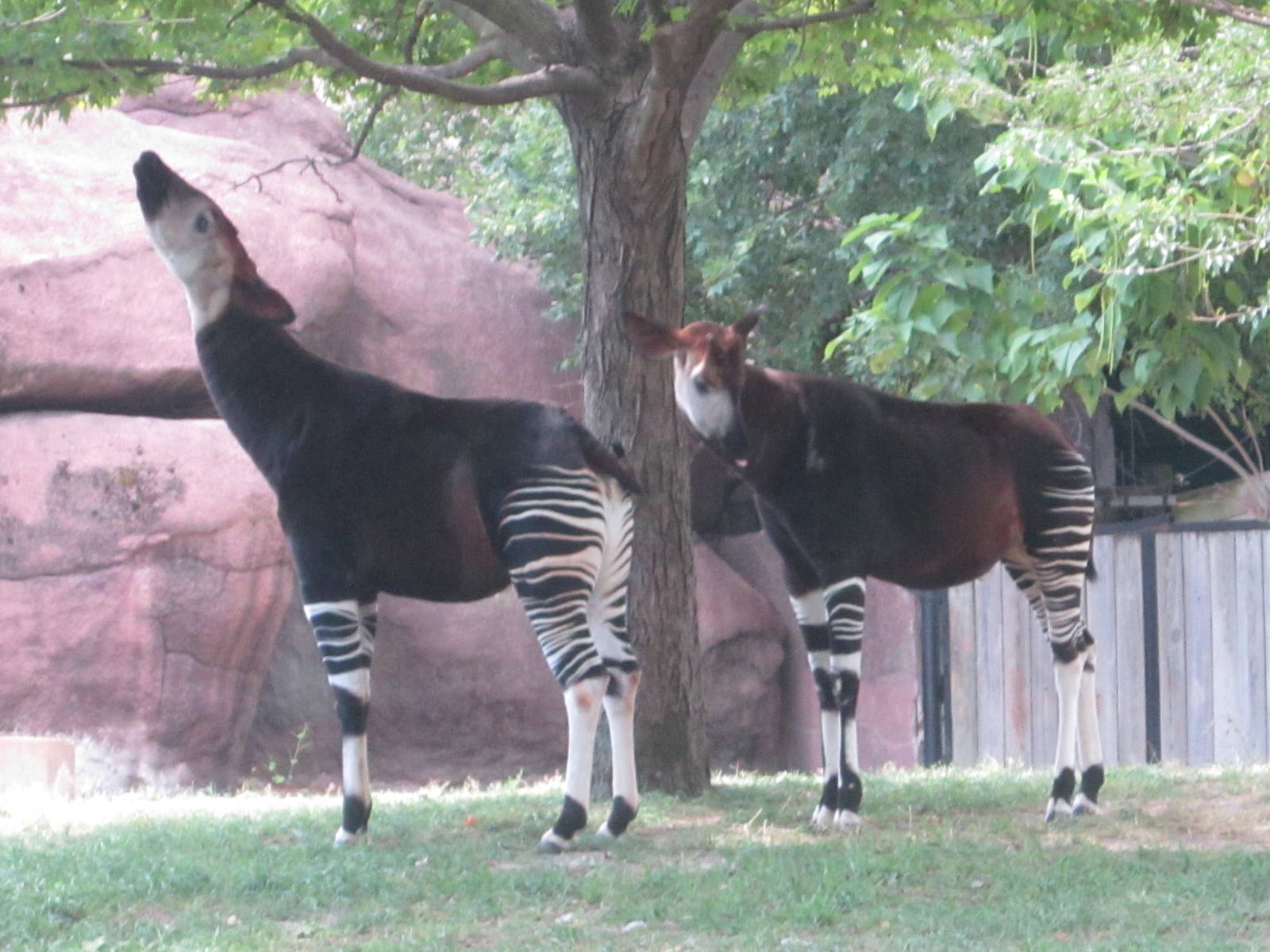 Aug. 2012-Okapis