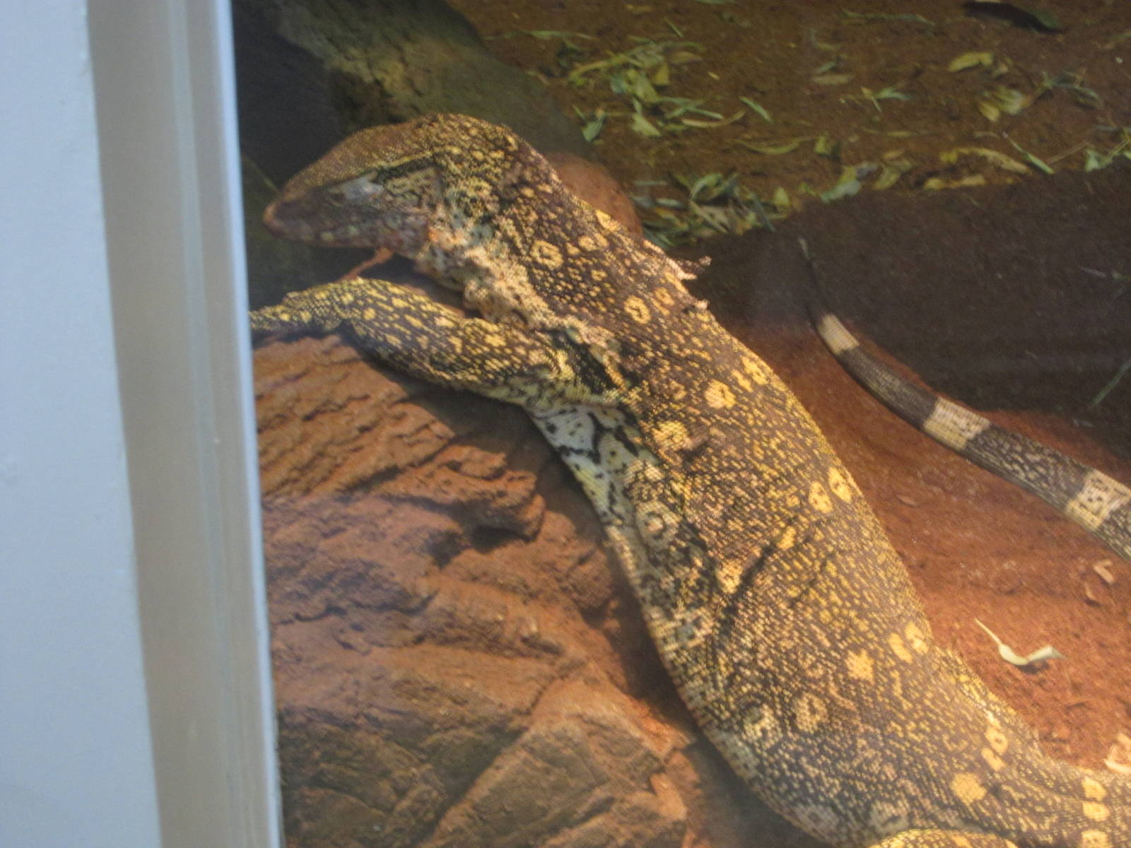 Aug. 2012-Ornate Monitor