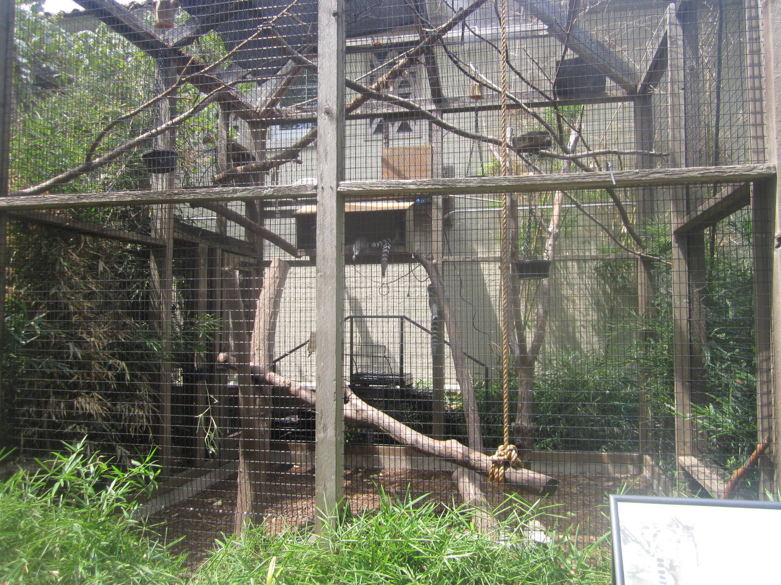 Aug. 2012-Outdoor Ring-tailed Lemur exhibit