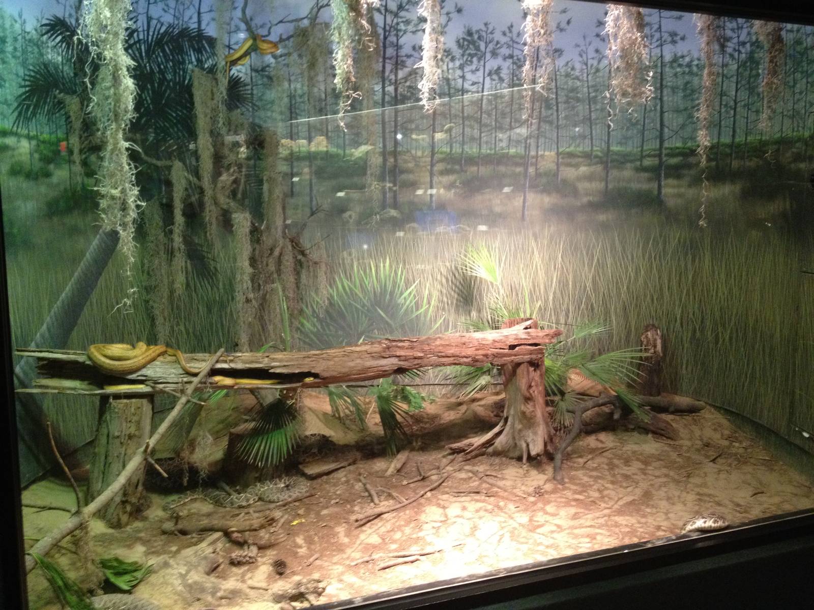 Aug. 2012-Palmetto Scrub exhibit