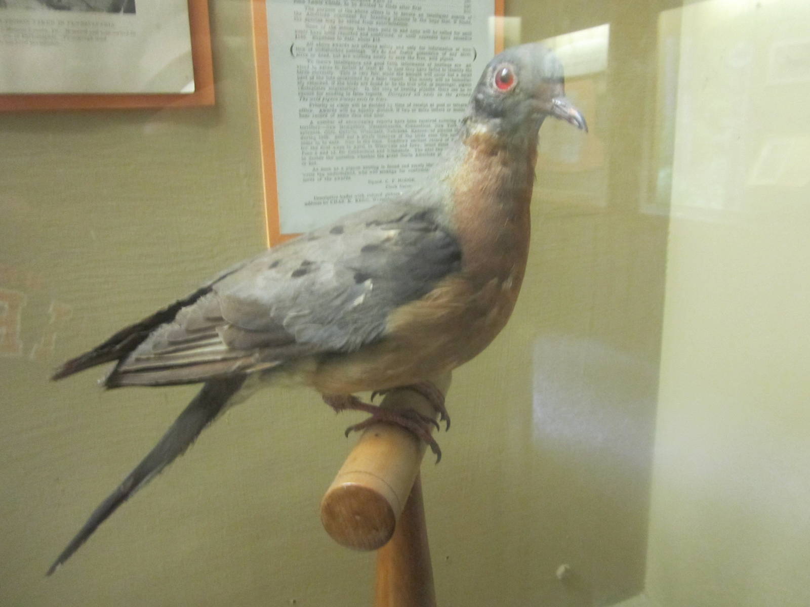 Aug. 2012-Passenger Pigeon Memorial