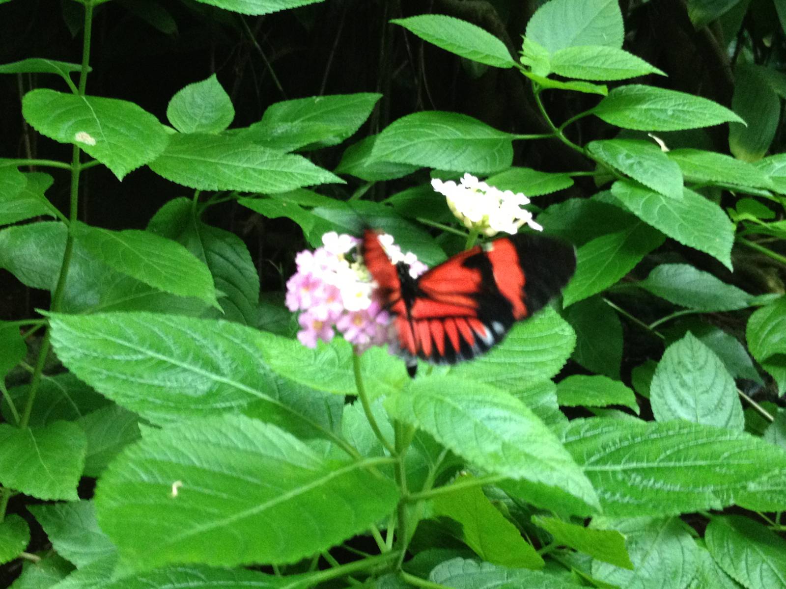 Aug. 2012-Passion Flower Butterfly taking flight