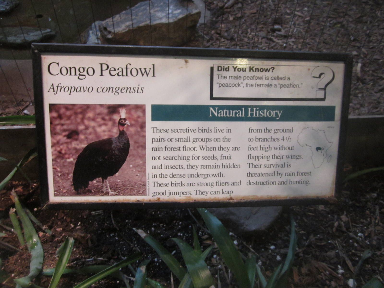 Aug. 2012-Peafowl sign