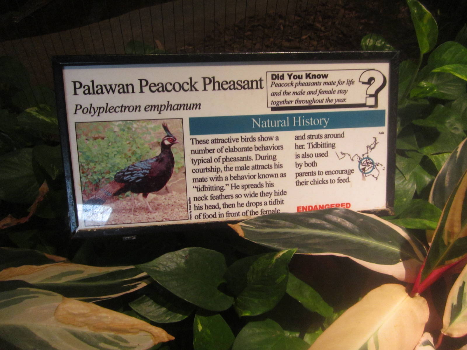 Aug. 2012-Pheasant sign
