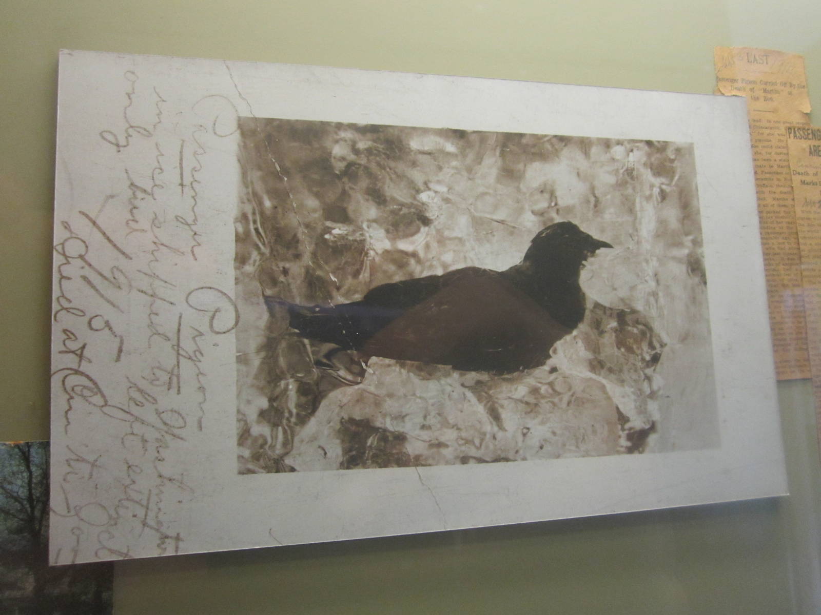 Aug. 2012-Photo of Martha in a cake of ice