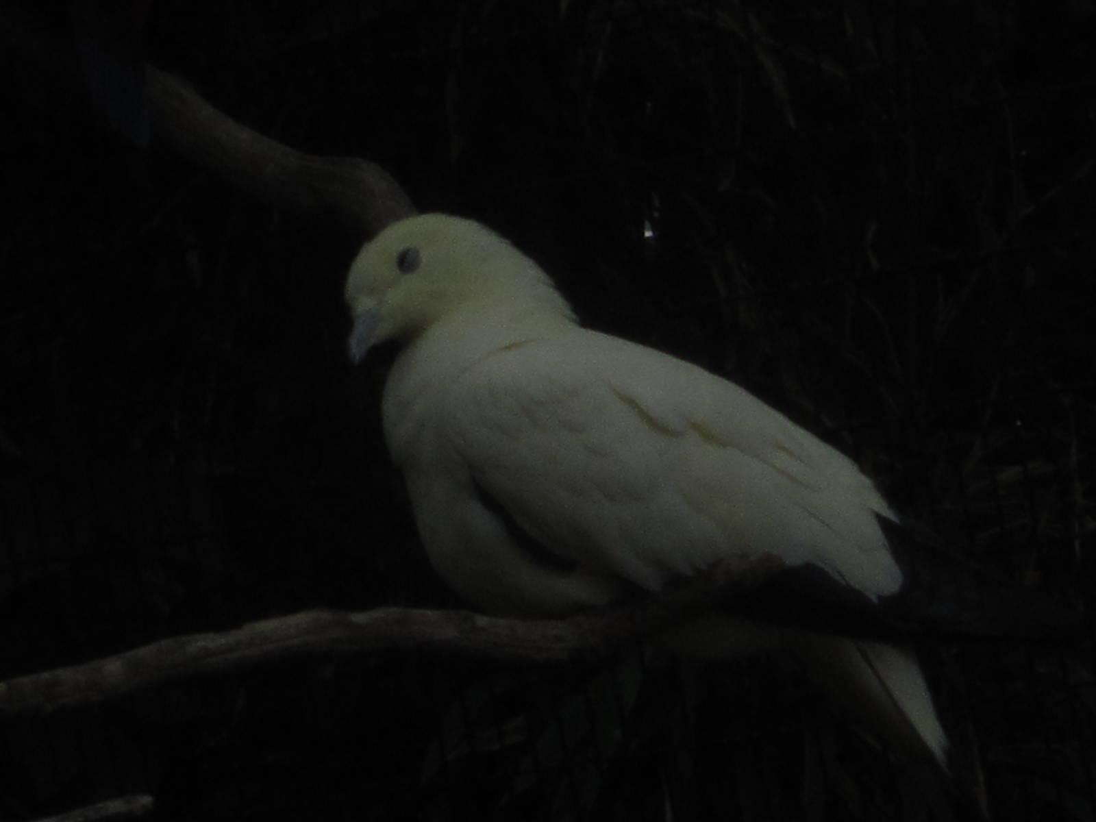 Aug. 2012-Pied Imperial Pigeon