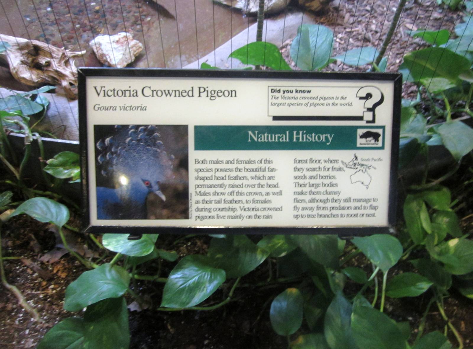 Aug. 2012-Pigeon sign