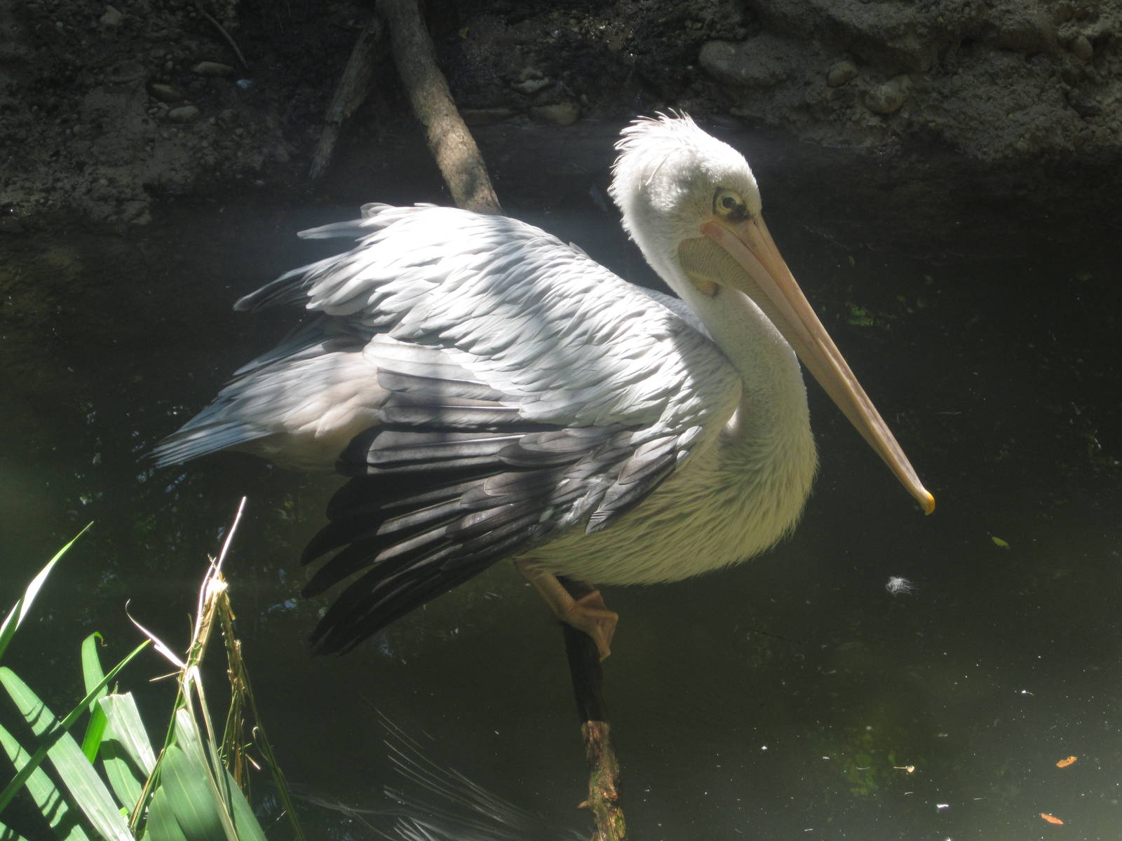 Aug. 2012-Pink-backed Pelican