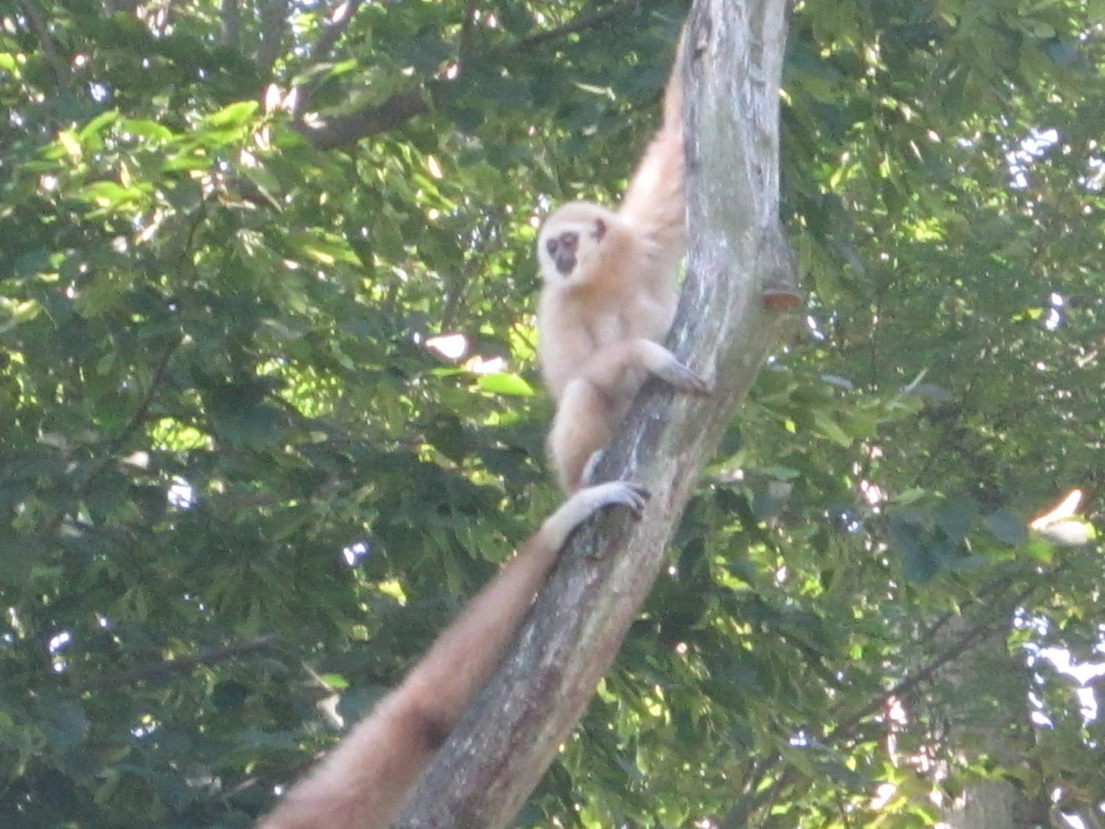 Aug. 2012-Possum, the baby White-handed Gibbon