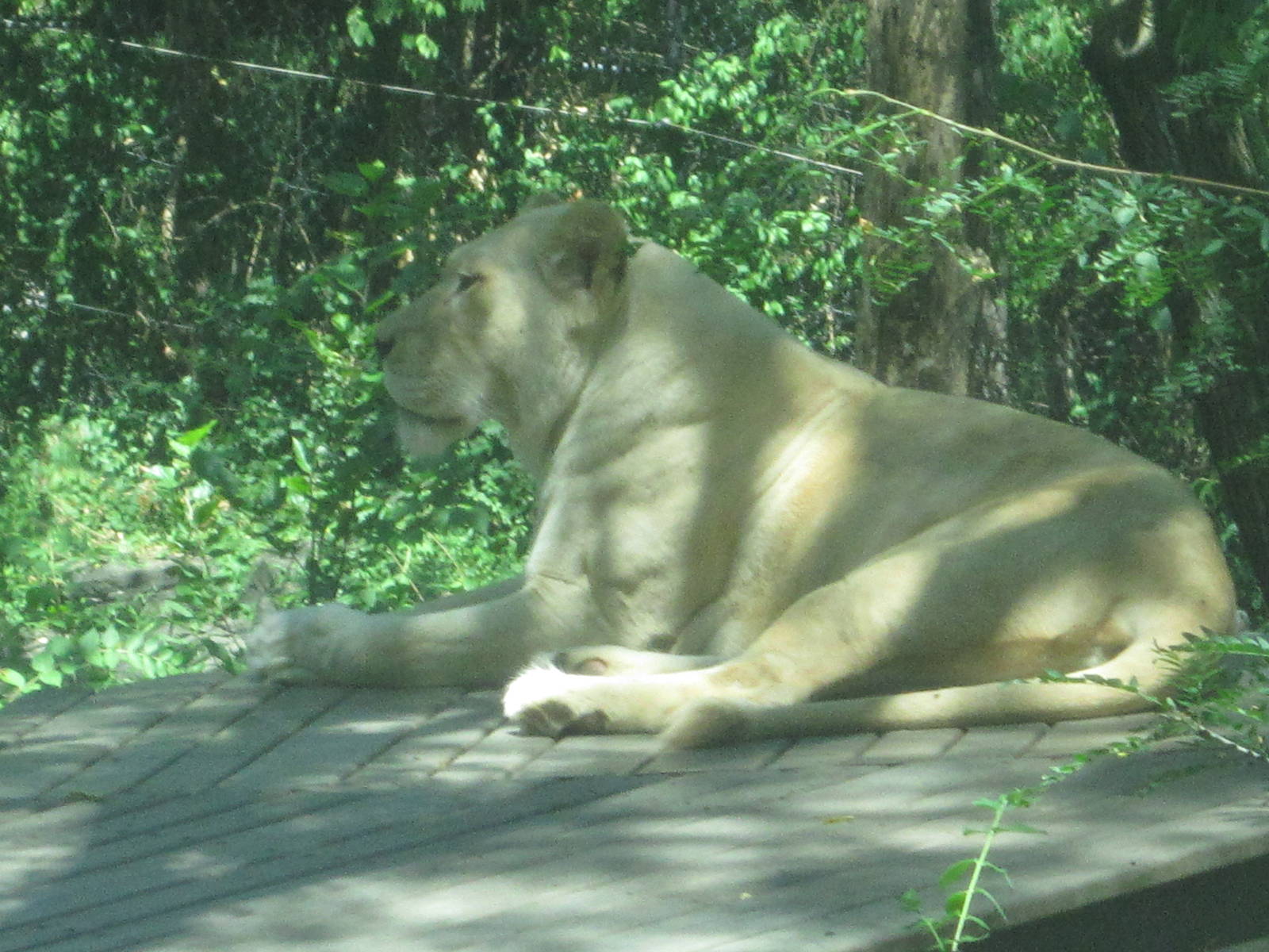Aug. 2012-Prosperity, a Southeast African Lion