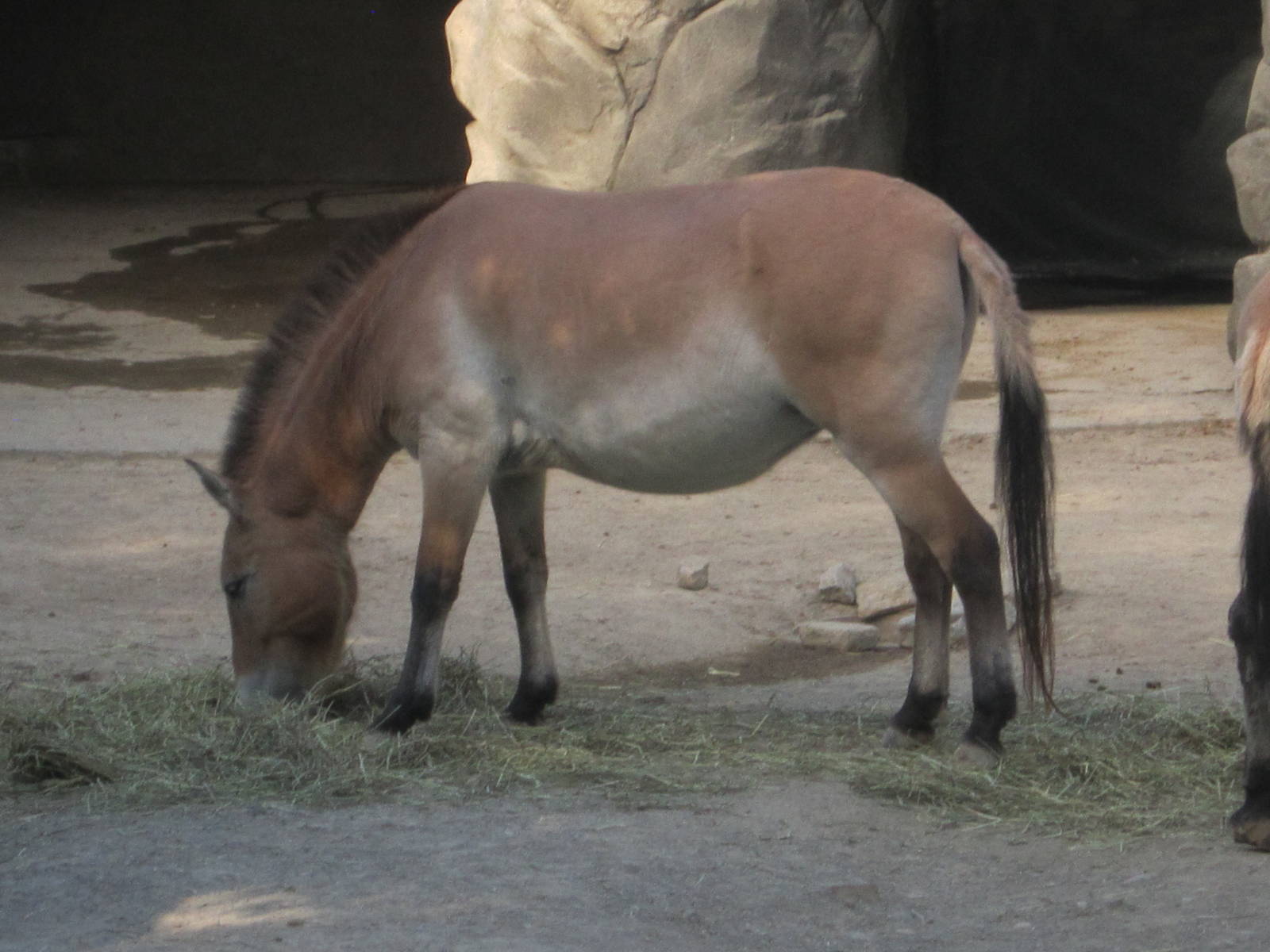 Aug. 2012-Przewalski's Horse