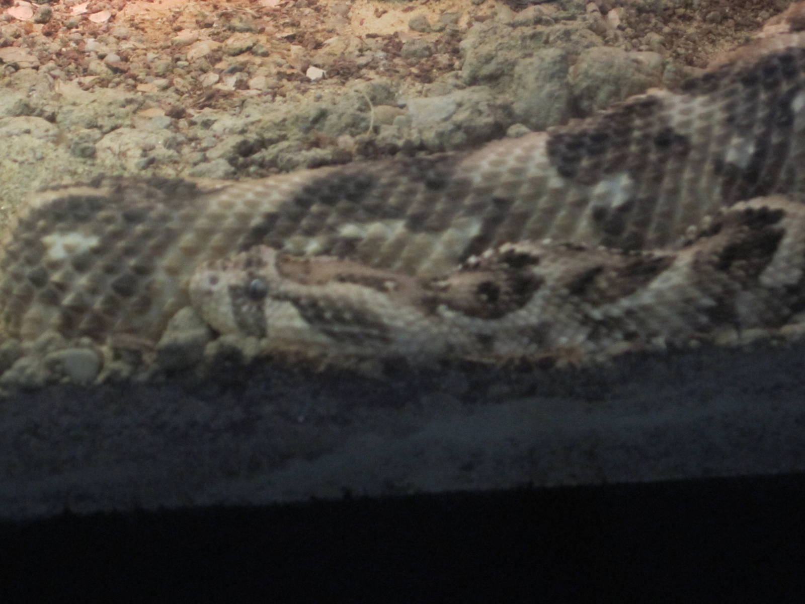 Aug. 2012-Puff Adder