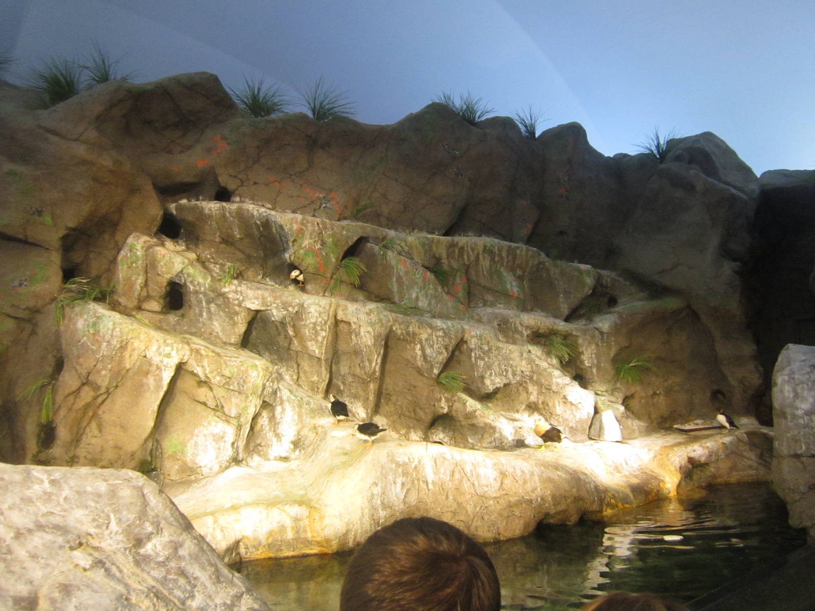 Aug. 2012-Puffin Bay