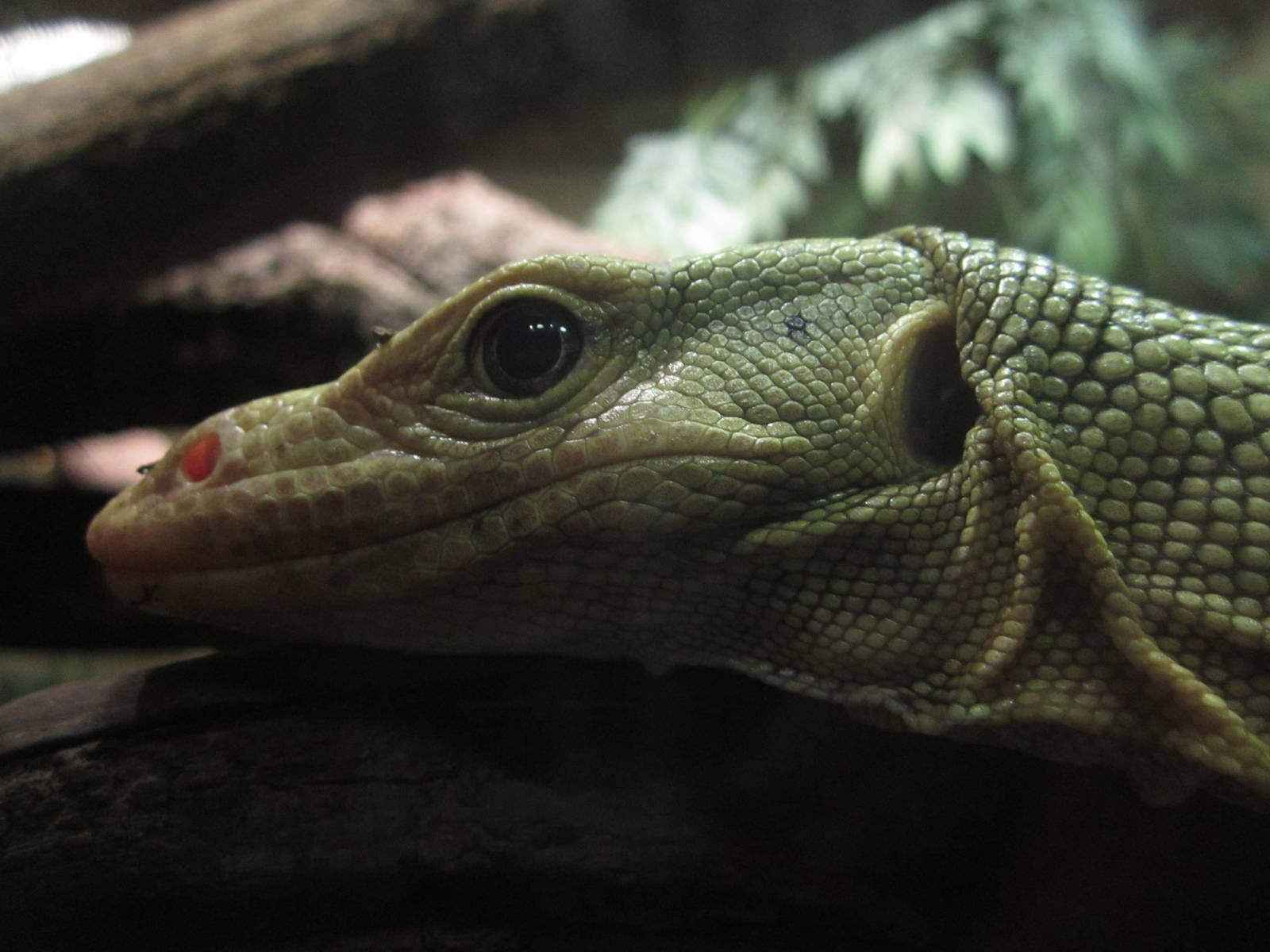 Aug. 2012-Quince Monitor