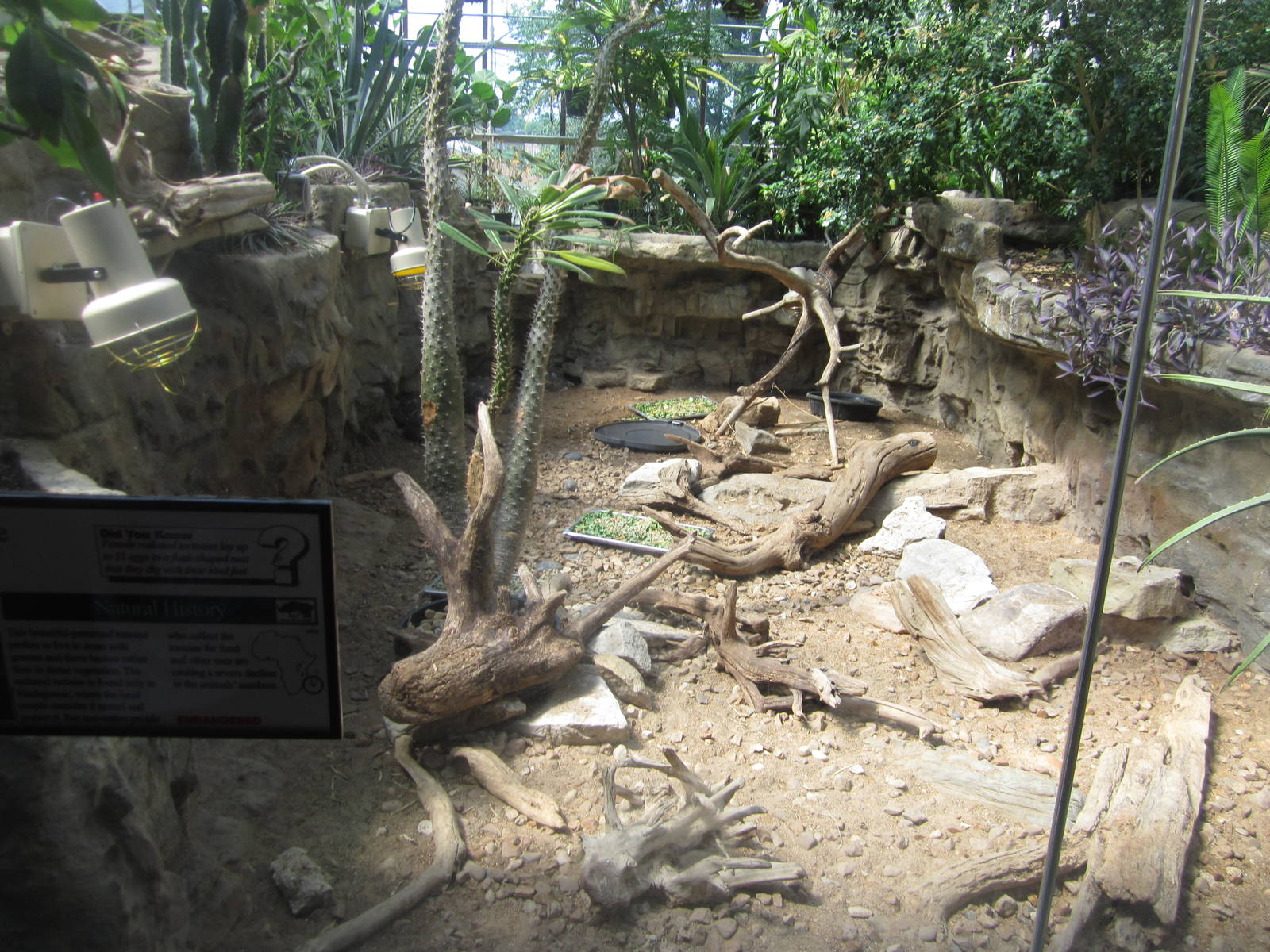 Aug. 2012-Radiated Tortoise exhibit
