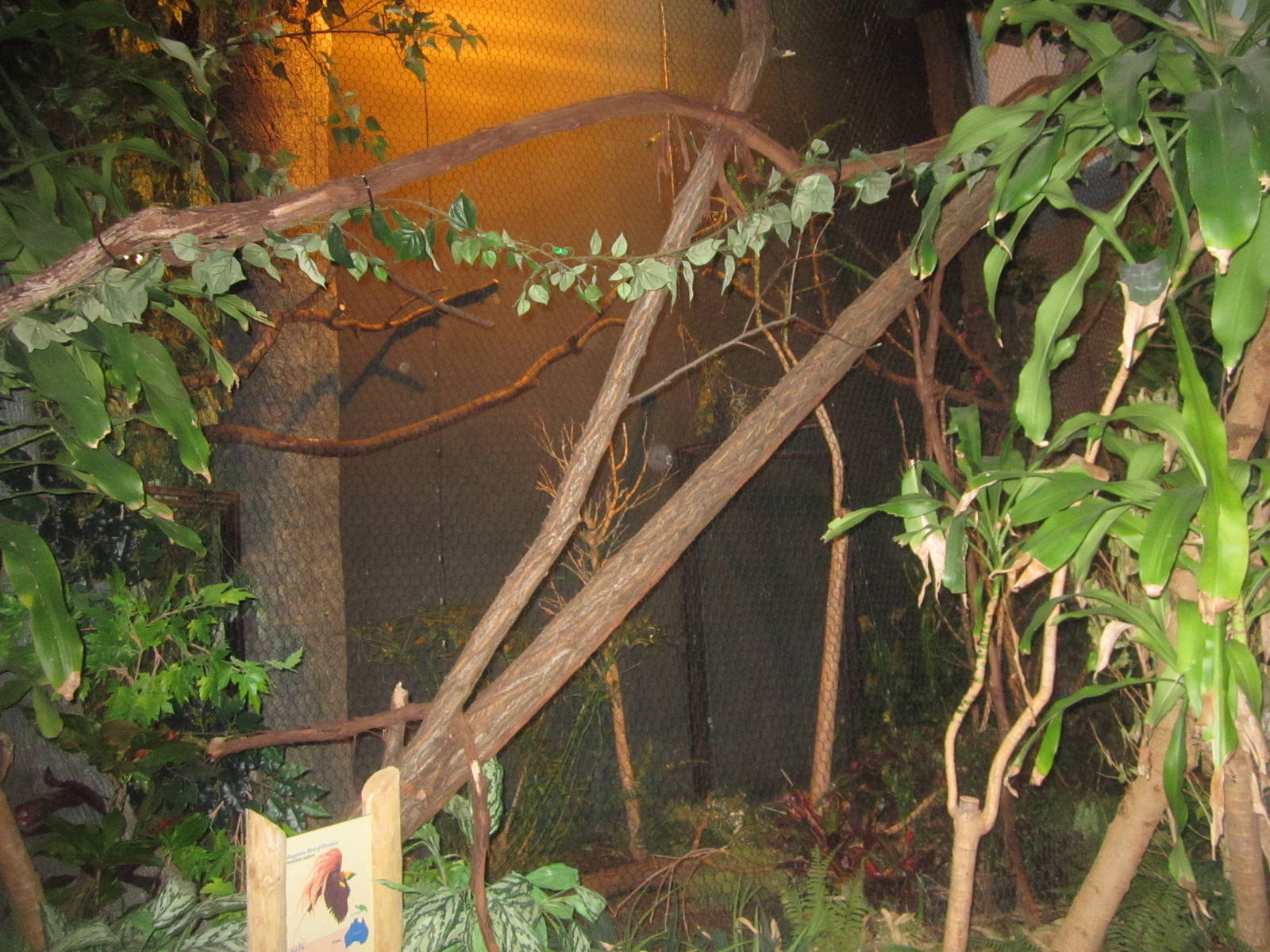 Aug. 2012-Raggiana Bird-of-Paradise exhibit