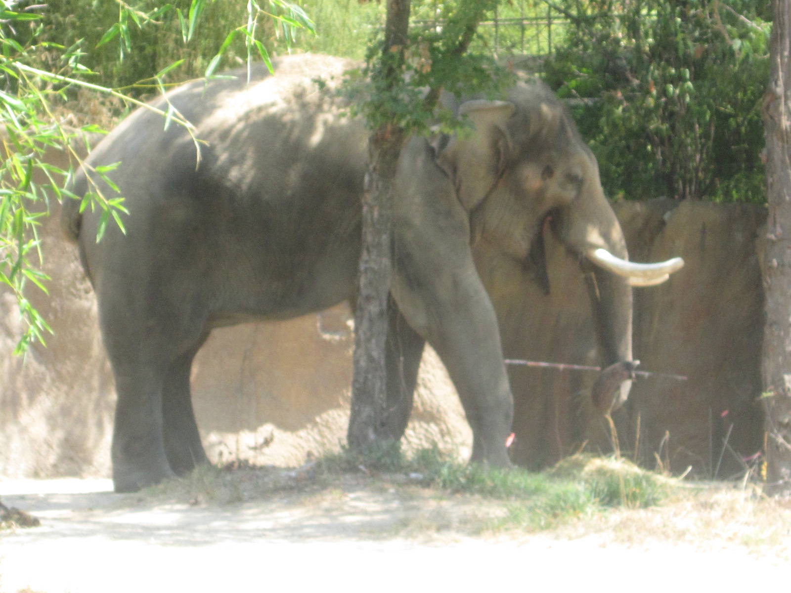 Aug. 2012-Raja, the bull Elephant