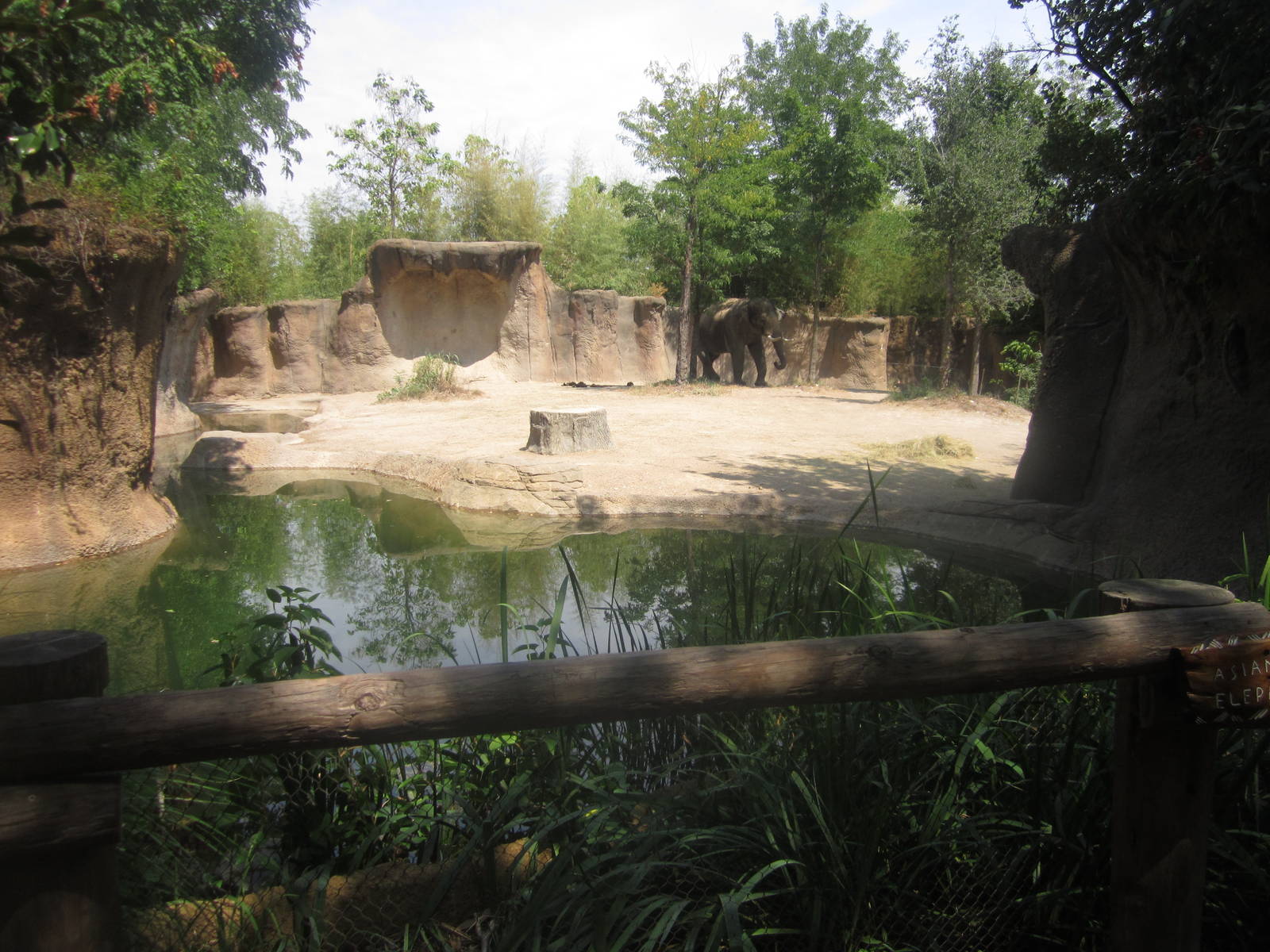 Aug. 2012-Raja's yard