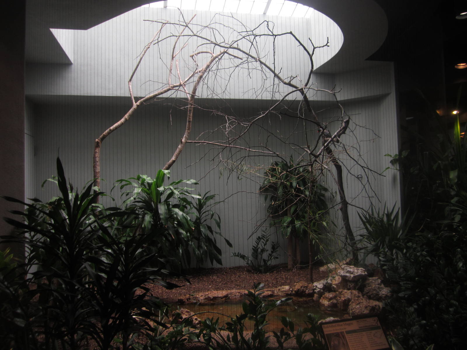 Aug. 2012-Red-billed Blue Magpie exhibit