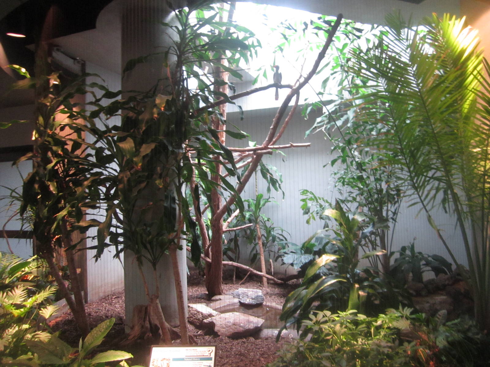 Aug. 2012-Red-billed Hornbill exhibit