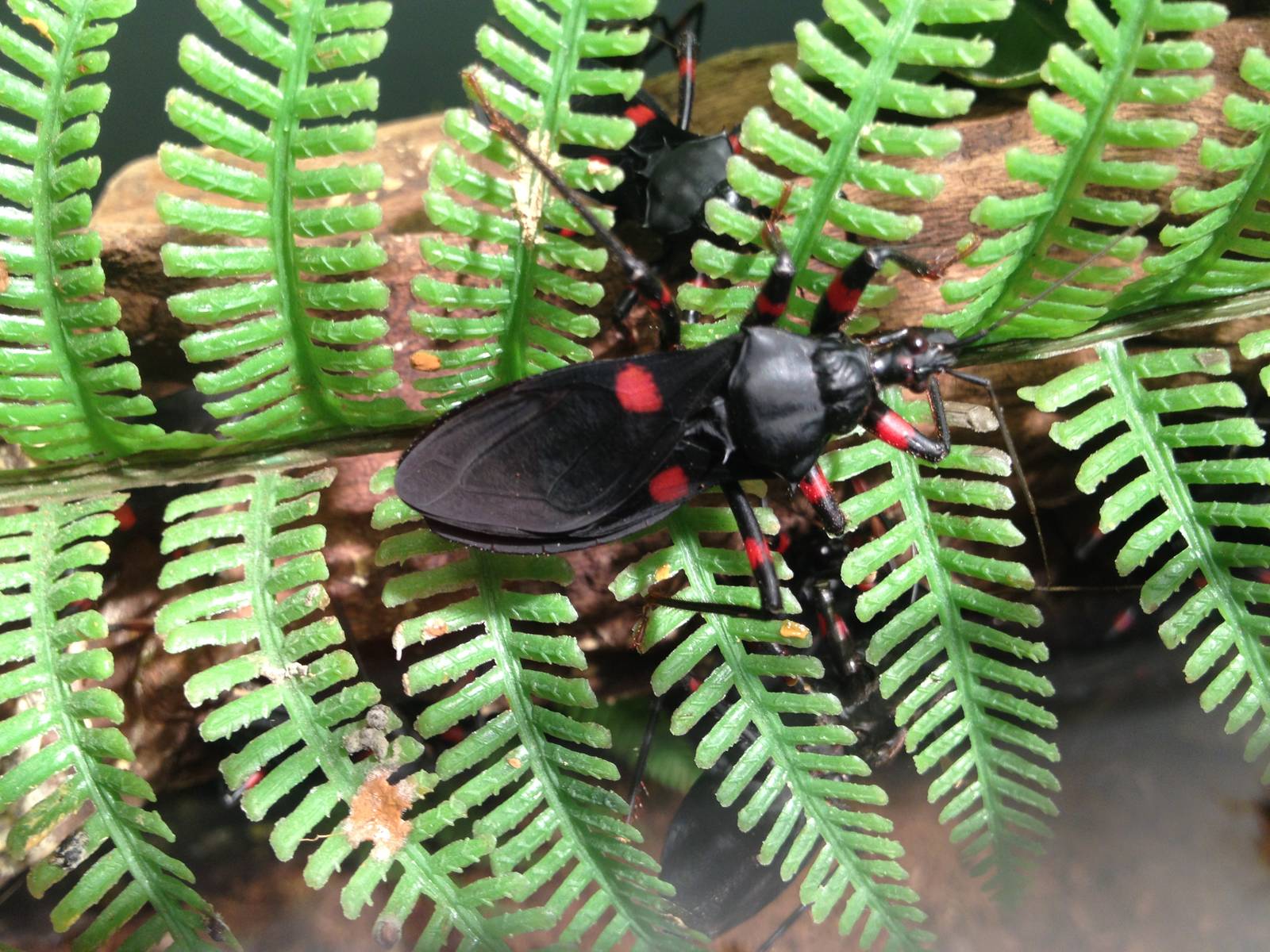 Aug. 2012-Red-eyed Assassin Bug