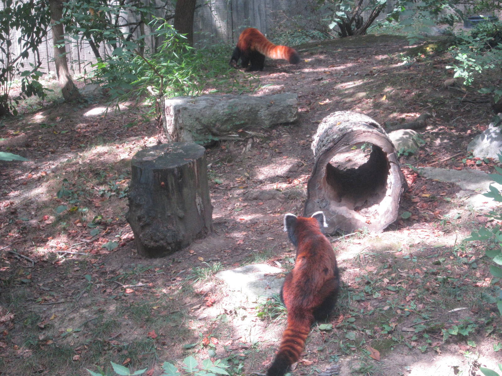 Aug. 2012-Red Pandas