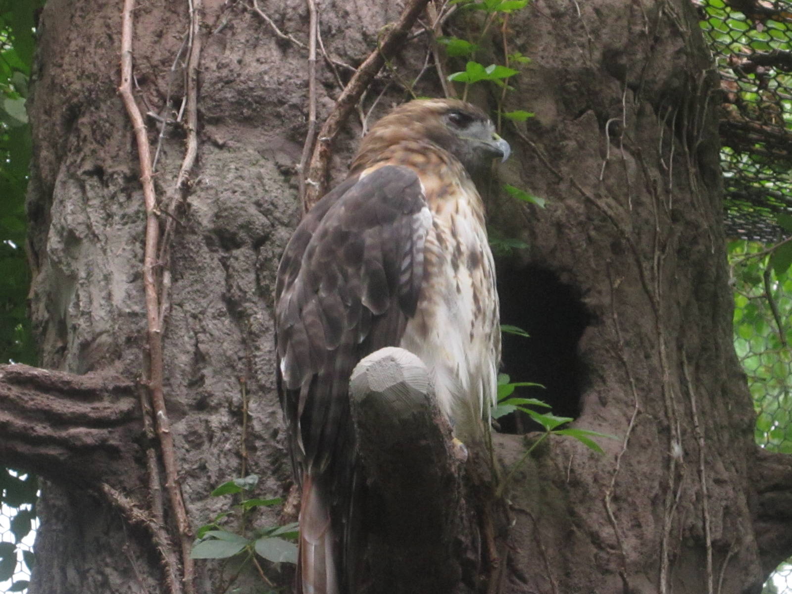 Aug. 2012-Red-tailed Hawk
