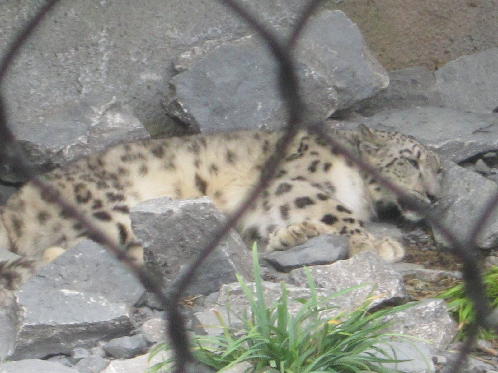 Aug. 2012-Renji, a Snow Leopard