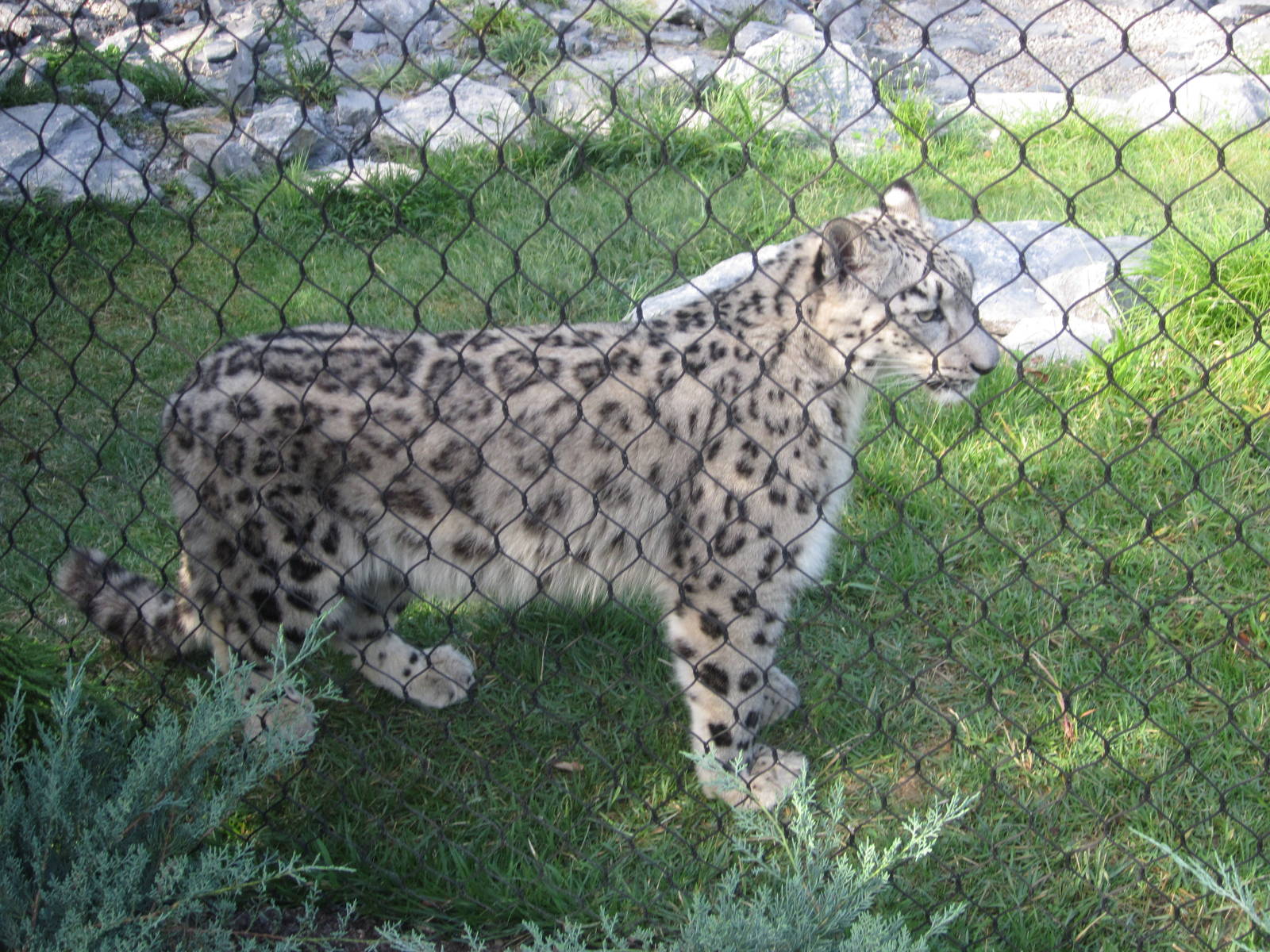 Aug. 2012-Renji, a Snow Leopard