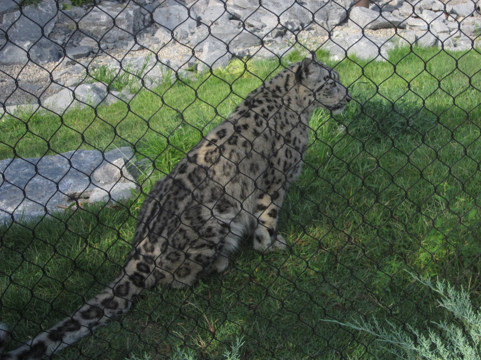 Aug. 2012-Renji, a Snow Leopard