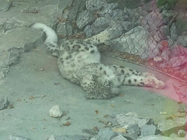 Aug. 2012-Renji, a Snow Leopard
