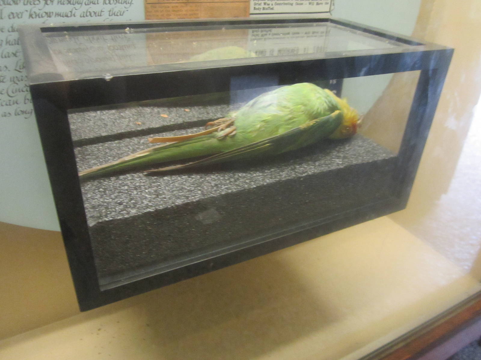 Aug. 2012-Replica of Inca, the last captive Carolina Parakeet