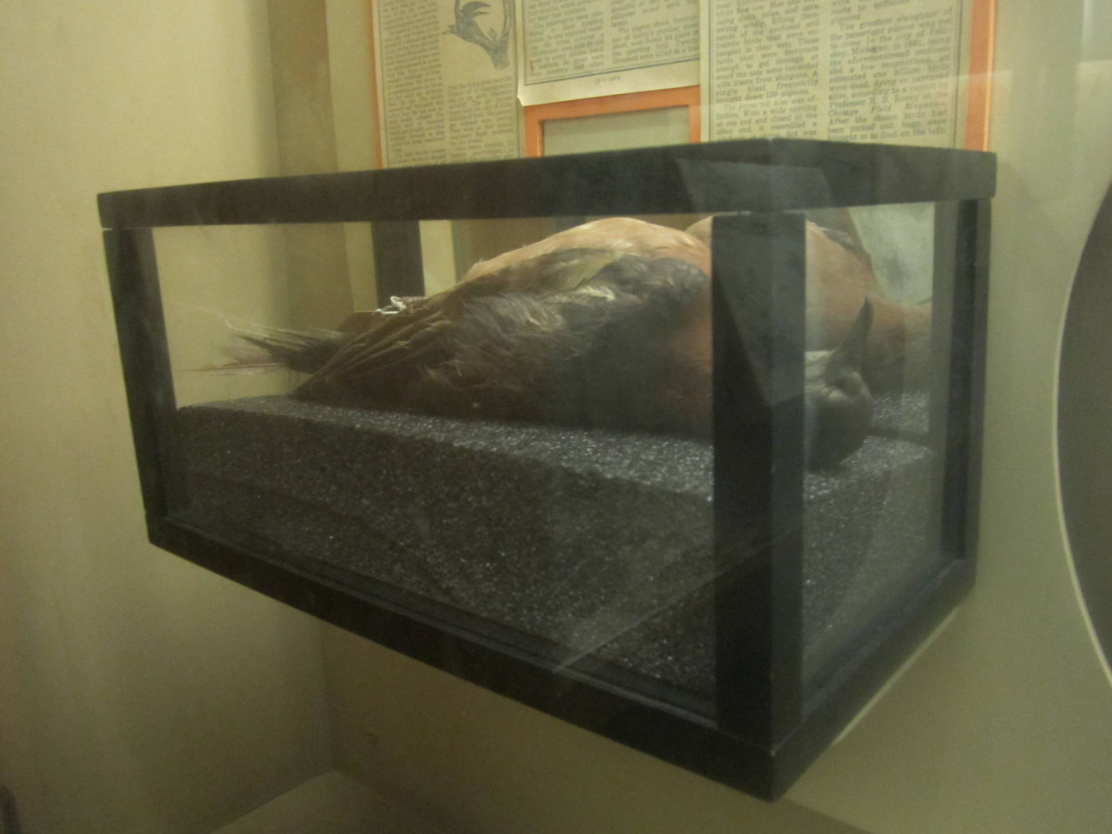 Aug. 2012-Replica of Martha, the last Passenger Pigeon
